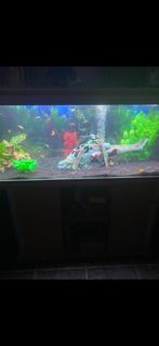 Aquarium, Dieren en Toebehoren, Vissen | Aquaria en Toebehoren, Ophalen, Gebruikt, Leeg aquarium