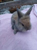 4 dwerg konijntjes, Meerdere dieren, Dwerg, 0 tot 2 jaar