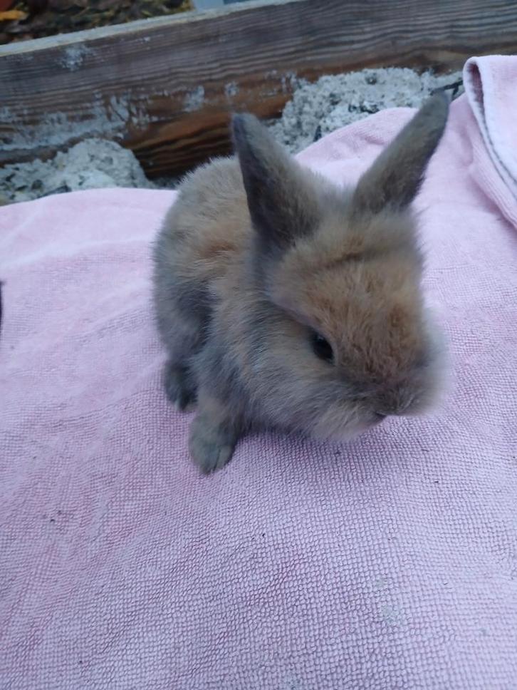 4 dwerg konijntjes, Dieren en Toebehoren, Konijnen, Dwerg, Meerdere dieren, 0 tot 2 jaar