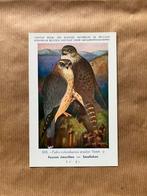 Vogels der Belgische Fauna Nr. 103 Smelleken, Verzamelen, Ophalen of Verzenden, Ongelopen, Vogel