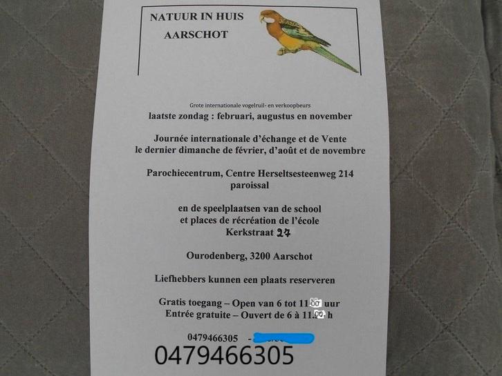 Kanaries  Vogelbeurs Aarschot 22-02-2026, Dieren en Toebehoren, Vogels | Kanaries, Kleurkanarie, Meerdere dieren