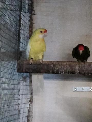 Lutino strogele rosella beschikbaar voor biedingen