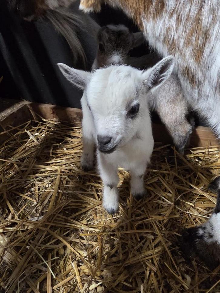 Geitjes, Animaux & Accessoires, Animaux Autre, Janvier