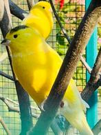 Kanarie 2025, Dieren en Toebehoren, Vogels | Kanaries, Mannelijk