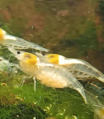 Ik zoek wit garnalen, Dieren en Toebehoren, Vissen | Aquariumvissen