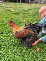 Gratis Zijdehoen X Cochin haantjes, Dieren en Toebehoren, Mannelijk, Kip