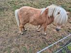 Mini hengst (shetlander), Hengst, Niet van toepassing, Gechipt, 11 jaar of ouder