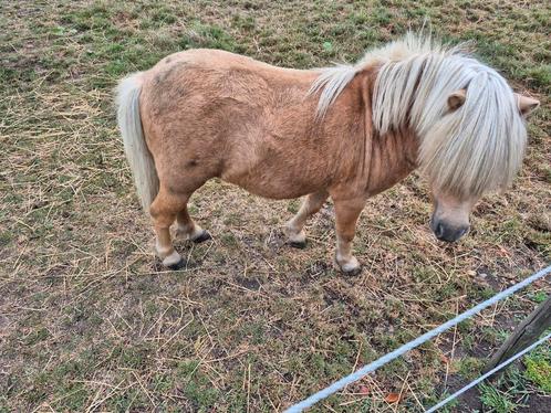 Mini hengst (shetlander), Dieren en Toebehoren, Pony's, Hengst, Niet van toepassing, 11 jaar of ouder, Met stamboom, Gechipt, Ontwormd