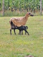 Grote barbados ooi met lam., Dieren en Toebehoren, Schapen, Geiten en Varkens, Meerdere dieren, Schaap