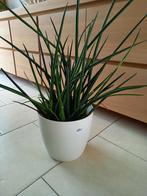 Reuze ´mikado´ plant, Huis en Inrichting, Kamerplanten, Ophalen