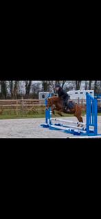 Bomproef b pony, Dieren en Toebehoren, Pony's, B