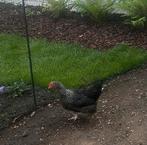 Marans krielhen te ruilen
