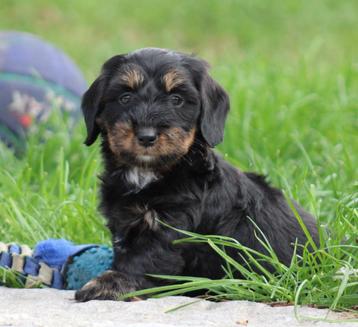 Teckel pups beschikbaar voor biedingen