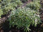 Rhododendron, Ophalen, Rhododendron, Struik, Minder dan 100 cm