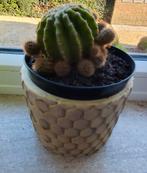 Cactus: Eriocactus warasii, Huis en Inrichting, Kamerplanten, Ophalen, Cactus