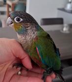 Pyrrhura perlata handtam super lief, Dieren en Toebehoren, Vogels | Parkieten en Papegaaien