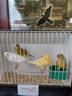 Kanaries, Dieren en Toebehoren