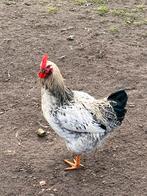 Jonge haan ( 5 maand ), Dieren en Toebehoren, Mannelijk, Kip