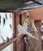 Mooie valkparkieten te koop, Plusieurs animaux, Perruche, Bagué