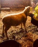 Schaap/lam, Dieren en Toebehoren
