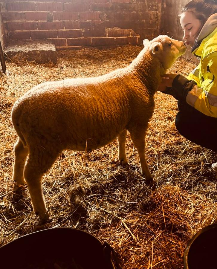 Schaap/lam, Dieren en Toebehoren, Schapen, Geiten en Varkens