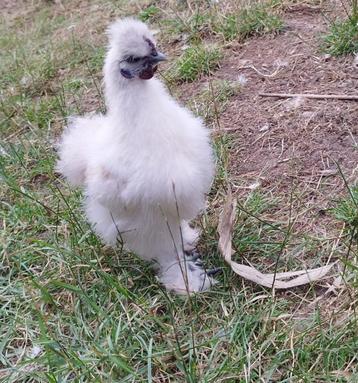 zijdehoen haan, Mâle, Poule ou poulet