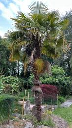 2 palmbomen - chinese waaierpalm, Tuin en Terras, Ophalen, Palmboom, 250 tot 400 cm