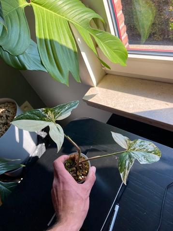 Syngonium albo, Enlèvement ou Envoi