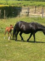Shetlander merrie met veulen, Dieren en Toebehoren, Merrie