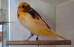 Yorkshire kanarie., Dieren en Toebehoren