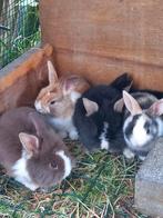 Dwergkonijntjes, Dieren en Toebehoren, Konijnen, Meerdere dieren, Dwerg, 0 tot 2 jaar