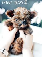 Mignons chiots hypoallergéniques, Autres races, 8 à 15 semaines, Plusieurs, Éleveur | Loisir