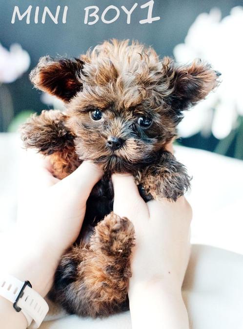 Schattige hypoallergene  MINI pups, Dieren en Toebehoren, Honden | Chihuahua's en Gezelschapshonden, Meerdere dieren, Overige rassen