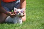 West highland white terrier pups, Overige rassen, 8 tot 15 weken, Buitenland, CDV (hondenziekte)