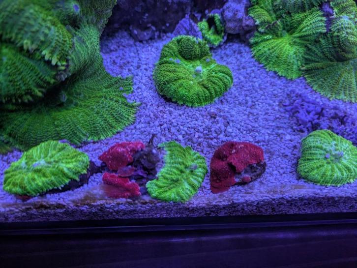 Koralen/koraal te koop, Dieren en Toebehoren, Vissen | Aquariumvissen, Zoutwatervis, Overige typen