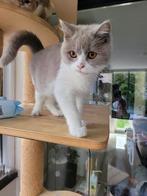 Britse korthaar kittens, Dieren en Toebehoren, Katten en Kittens | Raskatten | Korthaar, Meerdere dieren, Gechipt, 0 tot 2 jaar