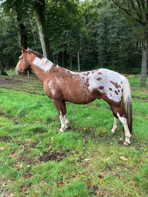 Appaloosa, Dieren en Toebehoren, Paarden, Hengst, Onbeleerd, Minder dan 160 cm, 3 tot 6 jaar, Westernpaard, Gechipt, Ontwormd