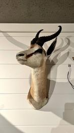 TROPHÉE SPRINGBOK taxidermie (impala), Ophalen of Verzenden