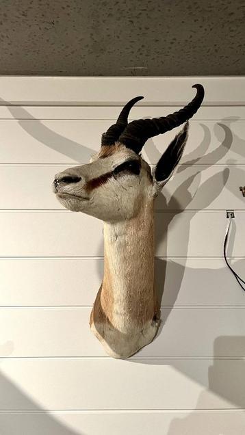 TROPHÉE SPRINGBOK taxidermie (impala) beschikbaar voor biedingen