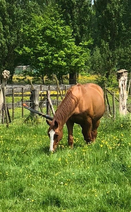 Weidemaatje gezocht, Animaux & Accessoires, Box & Pâturages, Pâturage, 2 ou 3 chevaux ou poneys