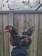 Hanen kuikens 7 stuks, Mâle, Poule ou poulet