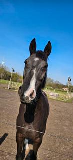 Prachtige zwarte 9 jarige merrie, Dieren en Toebehoren, Merrie, Springpaard
