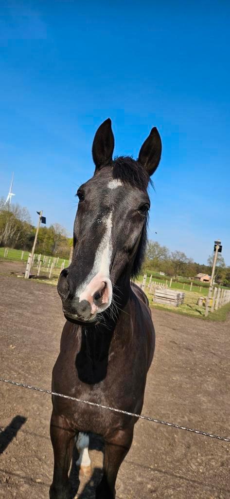 Prachtige zwarte 9 jarige merrie, Dieren en Toebehoren, Paarden, Merrie, Springpaard