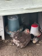 Cochin kriel kuikens, Dieren en Toebehoren, Kip