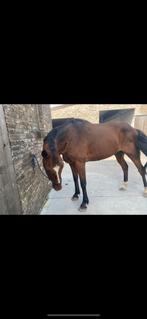 Wandelpaart ruin 19jaar, Dieren en Toebehoren, Paarden, Gechipt, Ruin, Zadelmak, 11 jaar of ouder