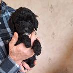 Maltipoo pups, Dieren en Toebehoren, België, CDV (hondenziekte), 8 tot 15 weken, Meerdere
