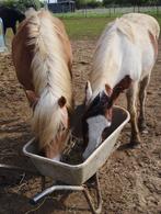 3 jarige d-pony te koop (kleinzoon van What a Wave), Dieren en Toebehoren, Paarden, Westernpaard, Onbeleerd, Gechipt, Minder dan 160 cm