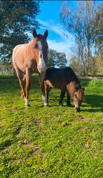 Weide gezocht!, Dieren en Toebehoren