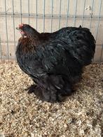 Cochin kriel hen goudberken