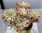 Aeonium Chanel variegated, Ophalen of Verzenden